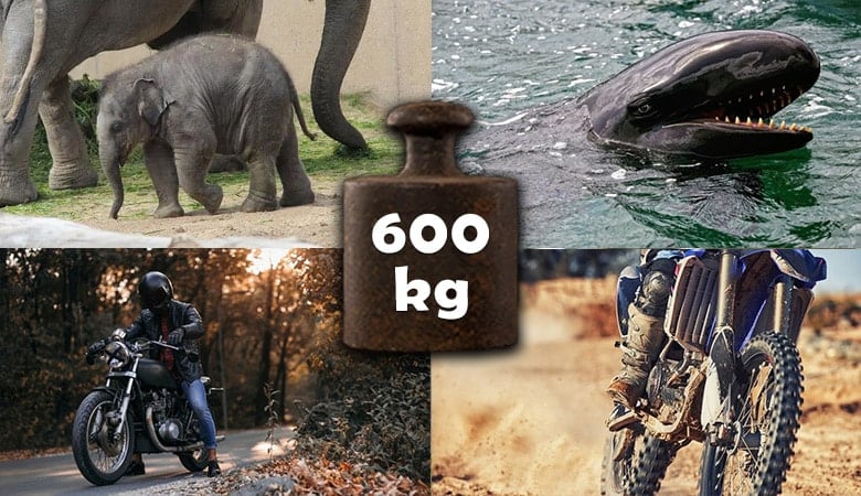 things that weigh 600 kg