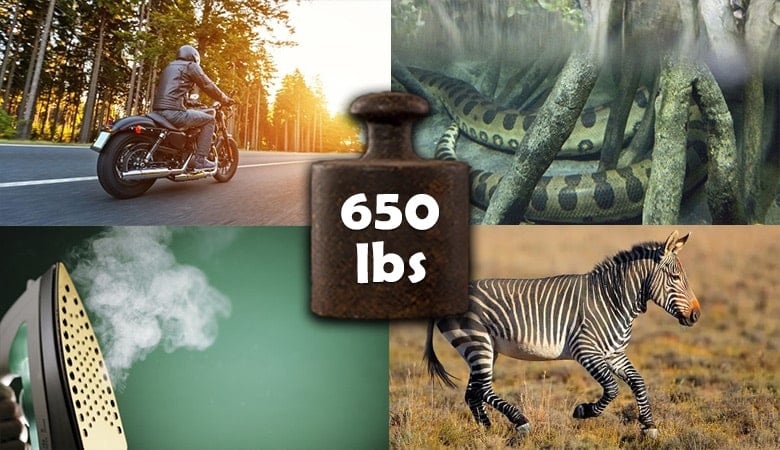 things that weigh 650 lbs