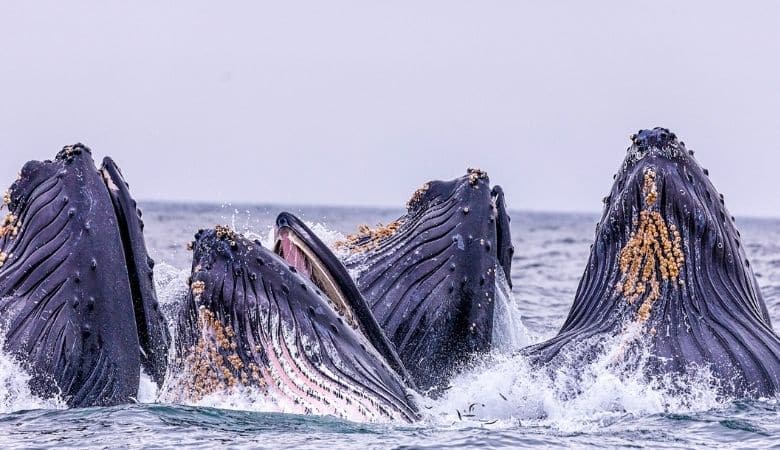 whales pod
