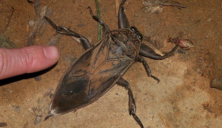 Giant water bug Belostomatidae Vohimana reserve Madagascar 13569458513