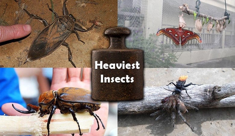 The 9 Heaviest Insects On Earth
