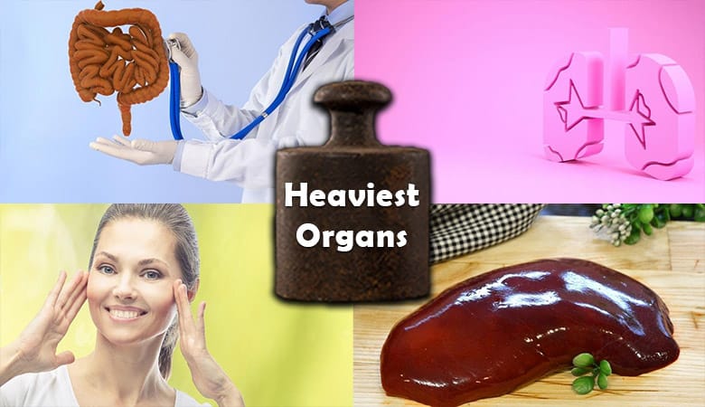 heaviest organs