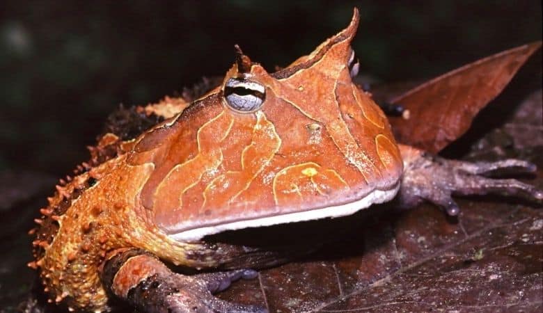 7. Surinam Horned Frog