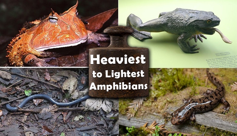 List of The Heaviest to Lightest Amphibians