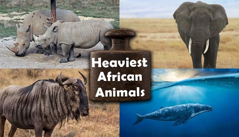 heaviest african animals