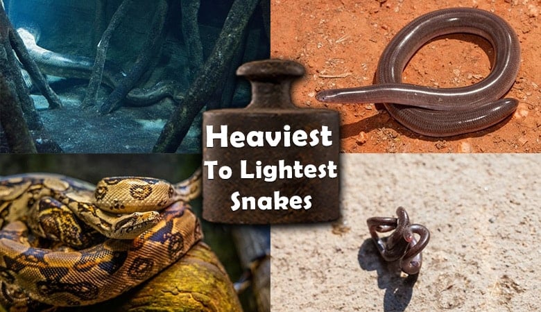 heaviest to lightest snakes