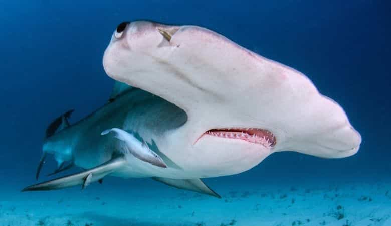 Great Hammerhead Shark 1