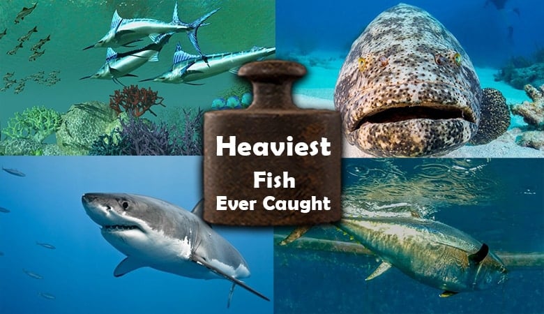 Heaviest Fish Ever Caught