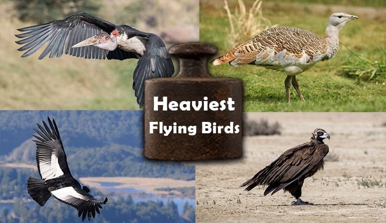 Heaviest Flying Birds in the World