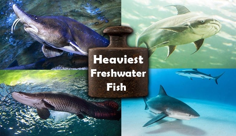 Heaviest Freshwater Fish in the World 1