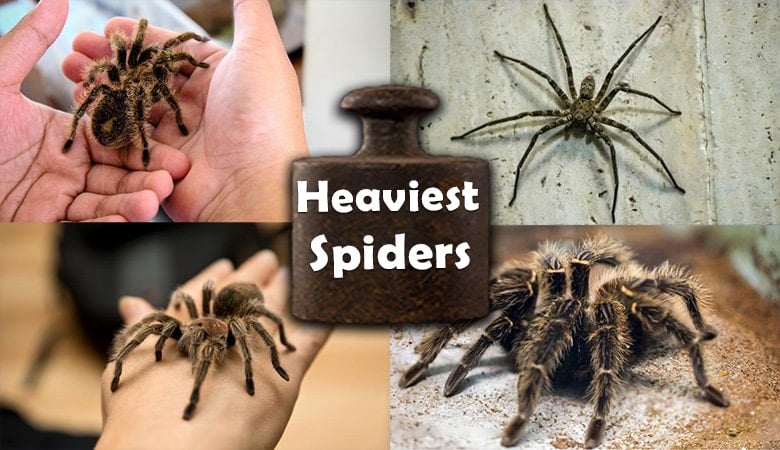Heaviest spiders in the world