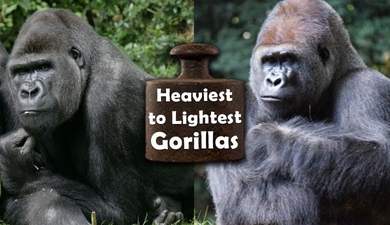 heaviest to lightest gorillas