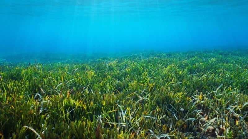 Neptune Grass