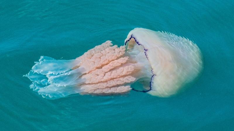 The Barrel Jellyfish