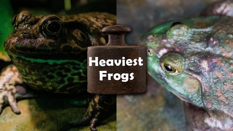 heaviest frogs