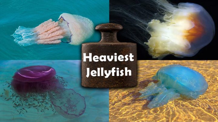 heaviest-jellyfish-in-the-world