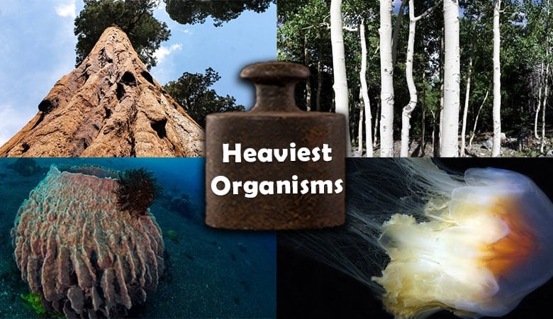 heaviest organisms