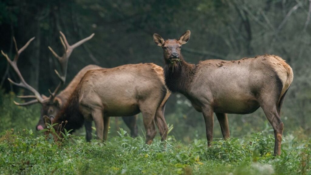 Elk Gender Differences