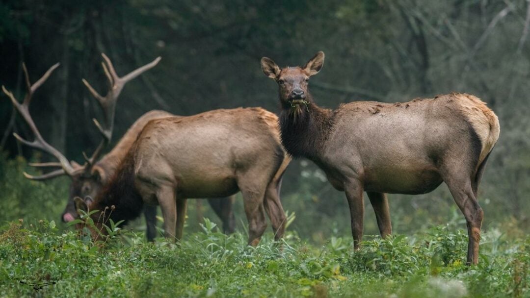 Elk Weight Species, Life Stages & Gender Differences