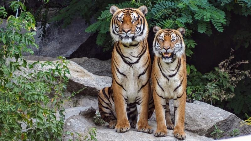 Gender Differences Between Tigers