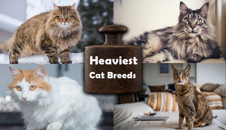 Heaviest House Cat Breeds on The Planet