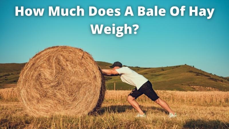 How Much Does A Bale Of Hay Weigh 1