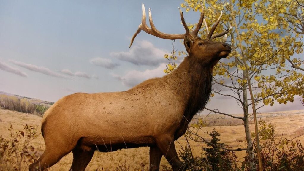 Manitoban Elk