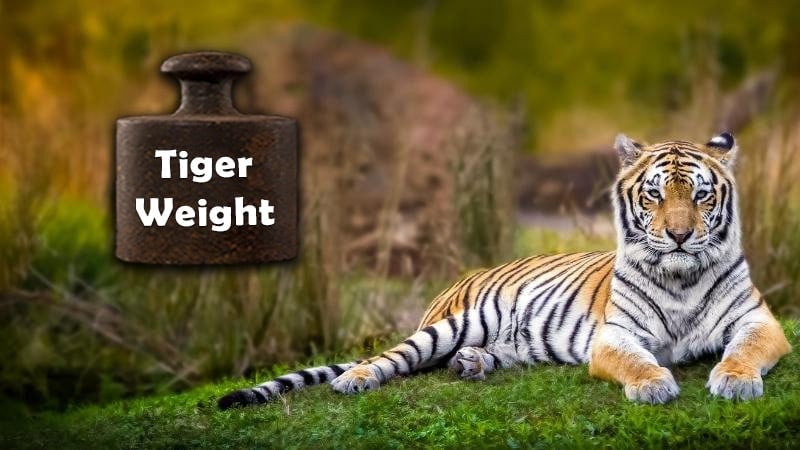 tiger weight