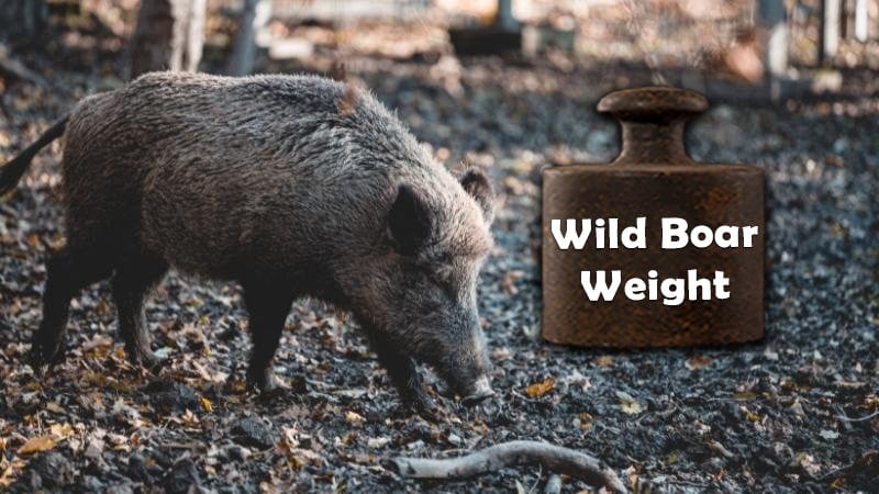 wild boar weight