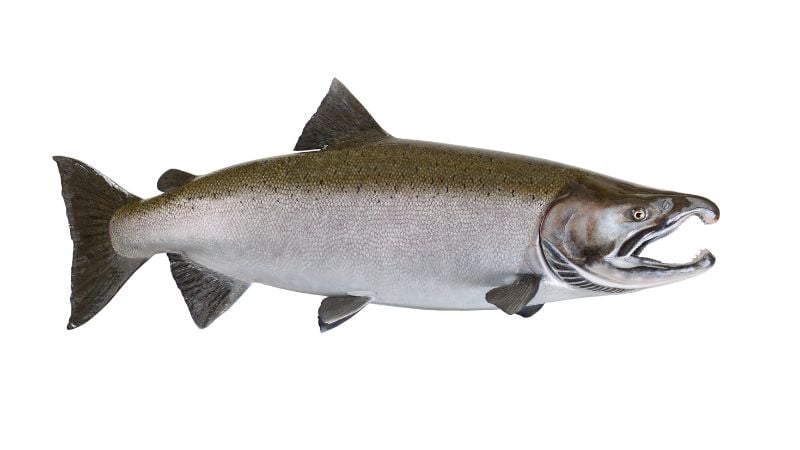 Large Salmon