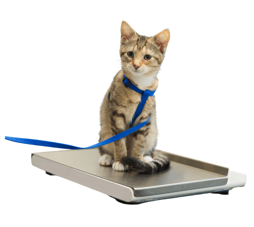 How Much Do Cows and Bulls Weigh? A Comprehensive Guide